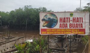 Warga Diingatkan Waspada Buaya Muara di Sungai Desa Tinjul