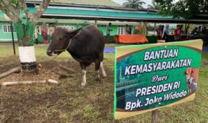 Dua Ekor Sapi Bantuan Kemasyarakatan Presiden RI di Sembelih Hari Ini di Masjid Az-zulfa