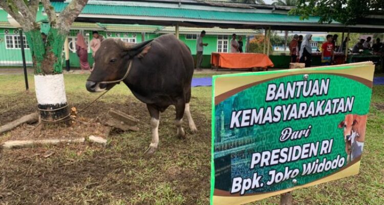 Dua Ekor Sapi Bantuan Kemasyarakatan Presiden RI di Sembelih Hari Ini di Masjid Az-zulfa