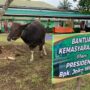 Dua Ekor Sapi Bantuan Kemasyarakatan Presiden RI di Sembelih Hari Ini di Masjid Az-zulfa