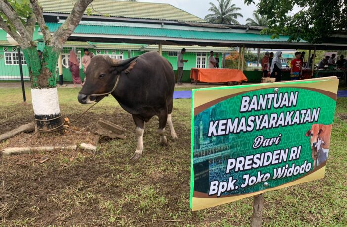 Dua Ekor Sapi Bantuan Kemasyarakatan Presiden RI di Sembelih Hari Ini di Masjid Az-zulfa