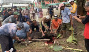 Masyarakat Dabo Singkep Antusias Saksikan Penyembelihan Sapi Qurban Presiden RI