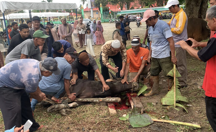 Masyarakat Dabo Singkep Antusias Saksikan Penyembelihan Sapi Qurban Presiden RI