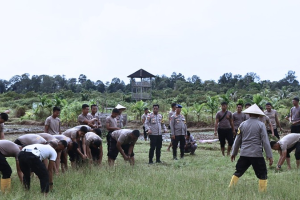 Polres Lingga Luncurkan Penanaman Padi 100 Hektar Dukung Ketahanan Pangan dan ASTA CITA | fotografer: ist