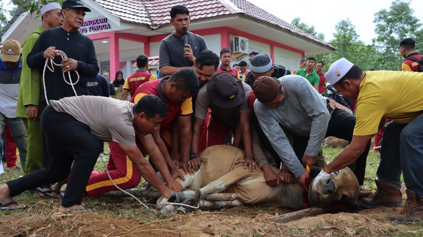 Polres Lingga Laksanakan Pemotongan Hewan Kurban Sambut Idul Adha 1446 H