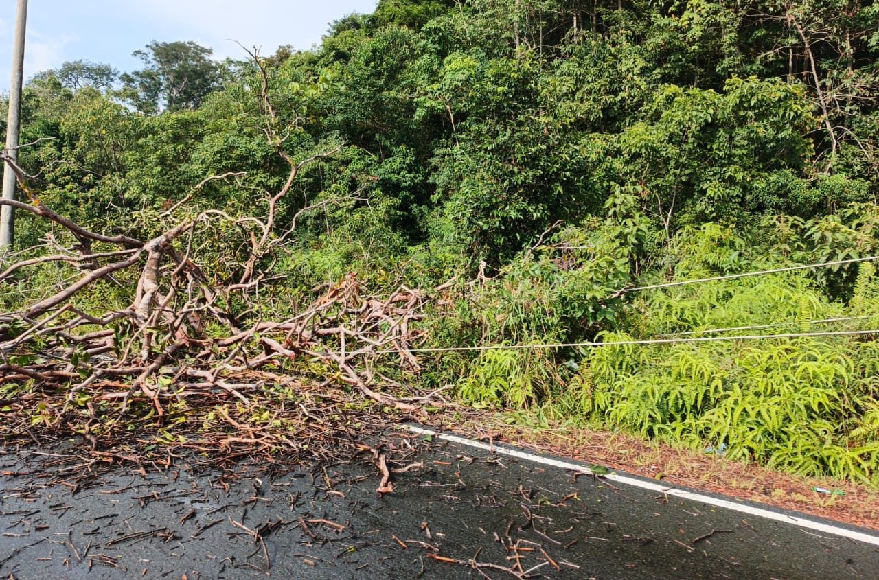 Pohon Tumbang di Singkep Pesisir Timpa Kabel Listrik PLN