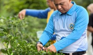 Barenlitbang Lingga manfaatkan lahan kantor untuk bercocok tanam cabai rawit sebagai bentuk dukungan terhadap gerakan ketahanan pangan lokal dan ajakan PKK Kabupaten Lingga | f. Red