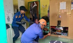 Petugas Damkar hampir digigit saat hendak mengevakuasi Ular King Kobra. F. Redaksi