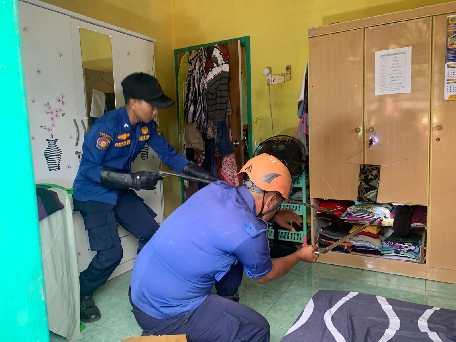 Petugas Damkar hampir digigit saat hendak mengevakuasi Ular King Kobra. F. Redaksi