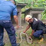 Petugas Damkar unit Dabo Singkep saat melakukan evakuasi ular piton yang memangsa hewan ternak warga. F. Redaksi