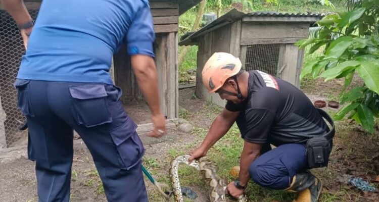 Petugas Damkar unit Dabo Singkep saat melakukan evakuasi ular piton yang memangsa hewan ternak warga. F. Redaksi