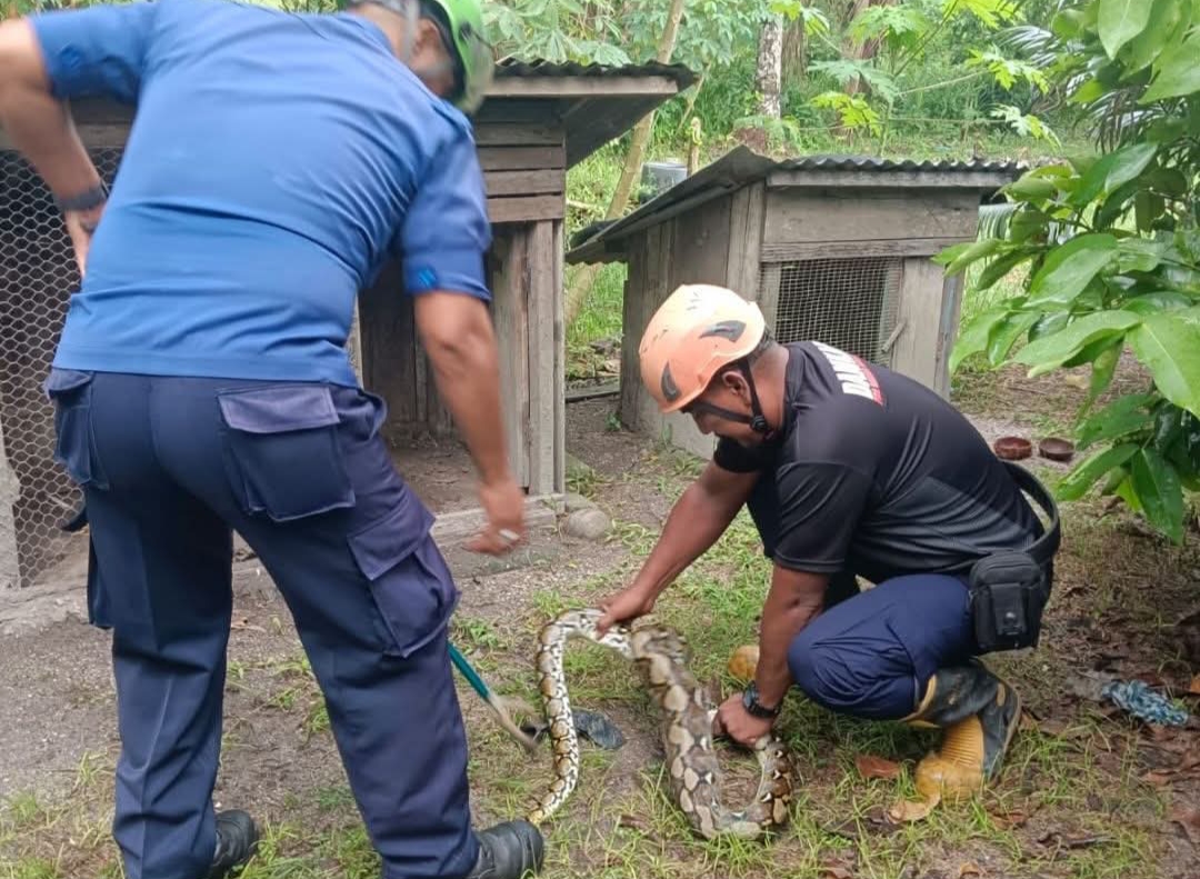 Petugas Damkar unit Dabo Singkep saat melakukan evakuasi ular piton yang memangsa hewan ternak warga. F. Redaksi