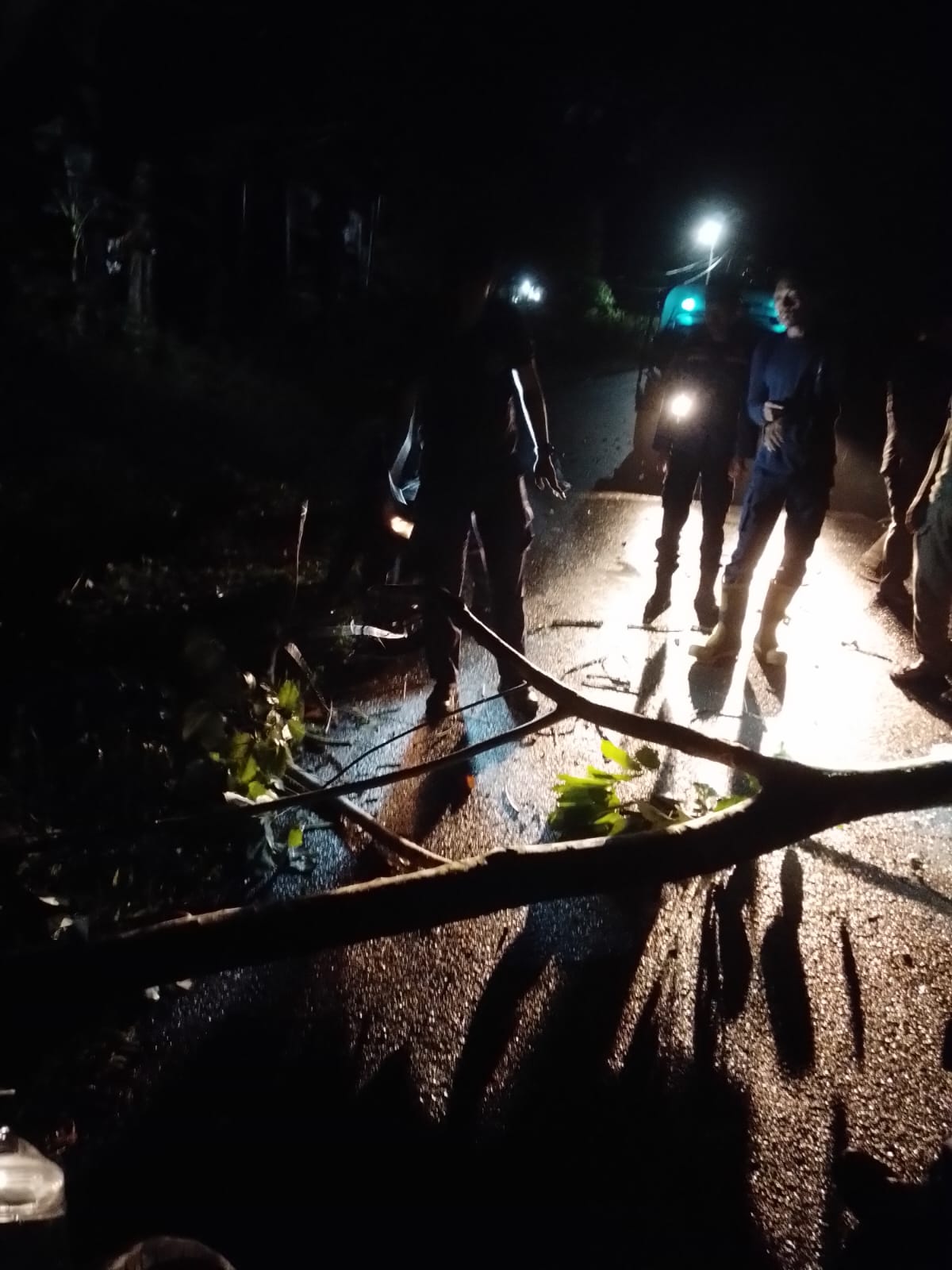 Petugas Damkar saat Mengevakuasi pohon tumbang yang menimpa warga. F. Redaksi