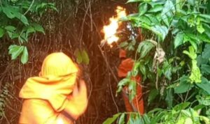 Petugas Damkar saat Mengevakuasi sarang lebah madu jenis Sepakelang di kelurahan Dabo. F. Redaksi