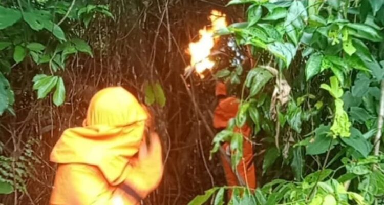 Petugas Damkar saat Mengevakuasi sarang lebah madu jenis Sepakelang di kelurahan Dabo. F. Redaksi Petugas Damkar saat Mengevakuasi sarang lebah madu jenis Sepakelang di kelurahan Dabo. F. Redaksi