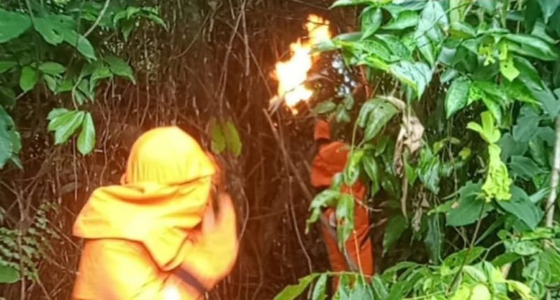 Petugas Damkar saat Mengevakuasi sarang lebah madu jenis Sepakelang di kelurahan Dabo. F. Redaksi