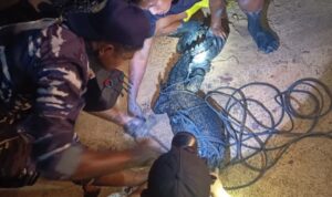 Petugas Damkar bersama dengan anggota TNI AL serta masyarakat setempat saat mengevakuasi buaya. F. Redaksi Petugas Damkar bersama dengan anggota TNI AL serta masyarakat setempat saat mengevakuasi buaya. F. Redaksi