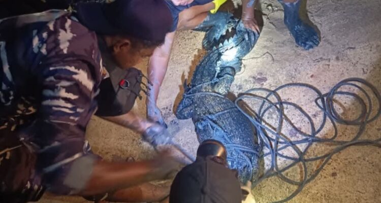 Petugas Damkar bersama dengan anggota TNI AL serta masyarakat setempat saat mengevakuasi buaya. F. Redaksi