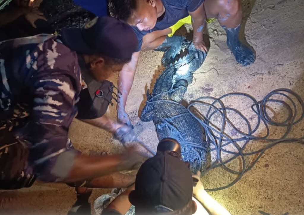 Petugas Damkar bersama dengan anggota TNI AL serta masyarakat setempat saat mengevakuasi buaya. F. Redaksi