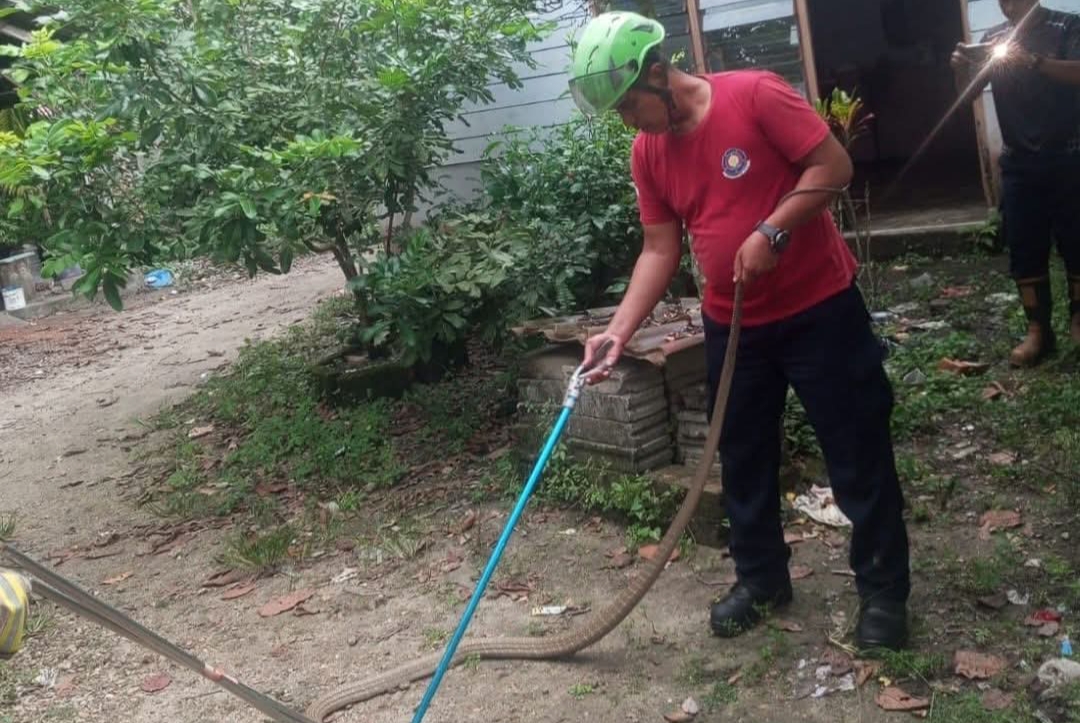 Petugas Damkar unit Dabo Singkep saat mengevakuasi Ular King Kobra yang masuk ke kamar mandi warga. F. Redaksi